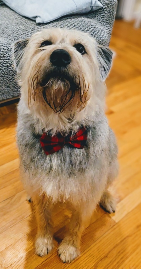 Scruffy - Local Dog in MA