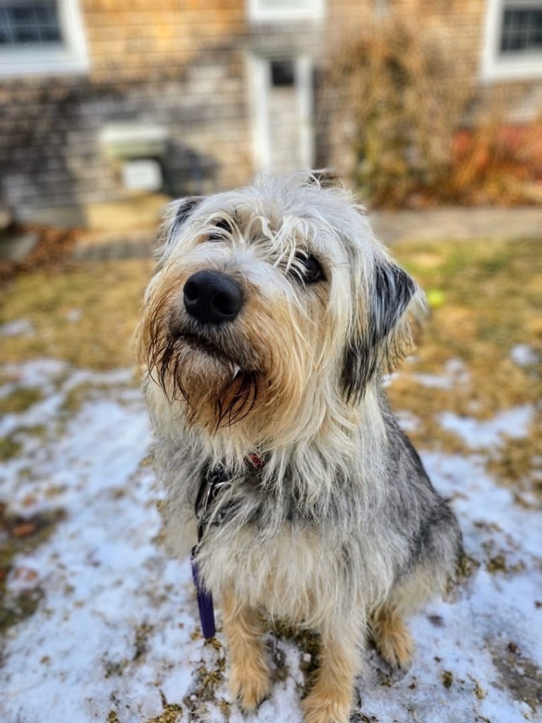 Scruffy - Local Dog in MA