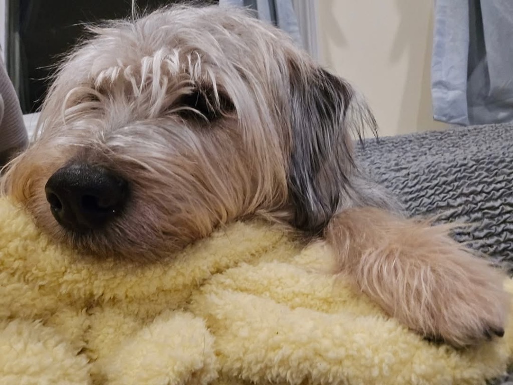 Scruffy - Local Dog in MA