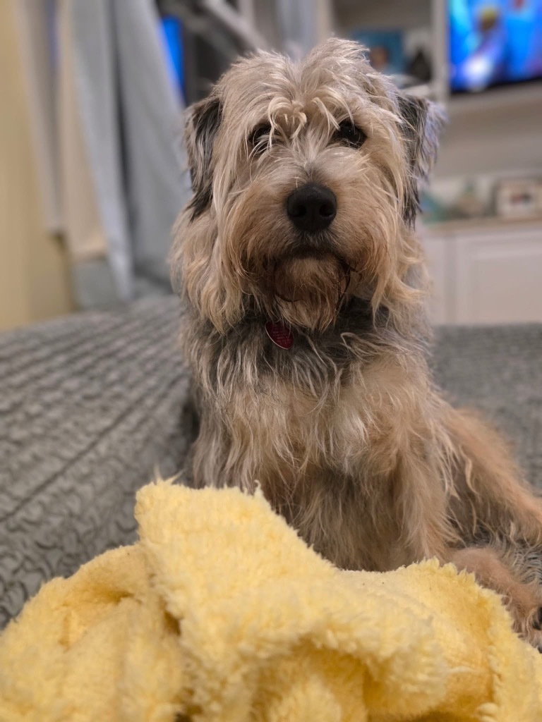 Scruffy - Local Dog in MA