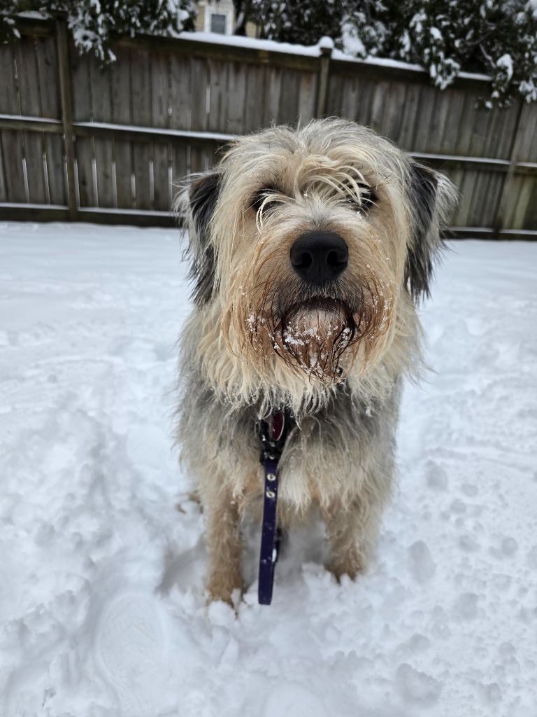 Scruffy - Local Dog in MA
