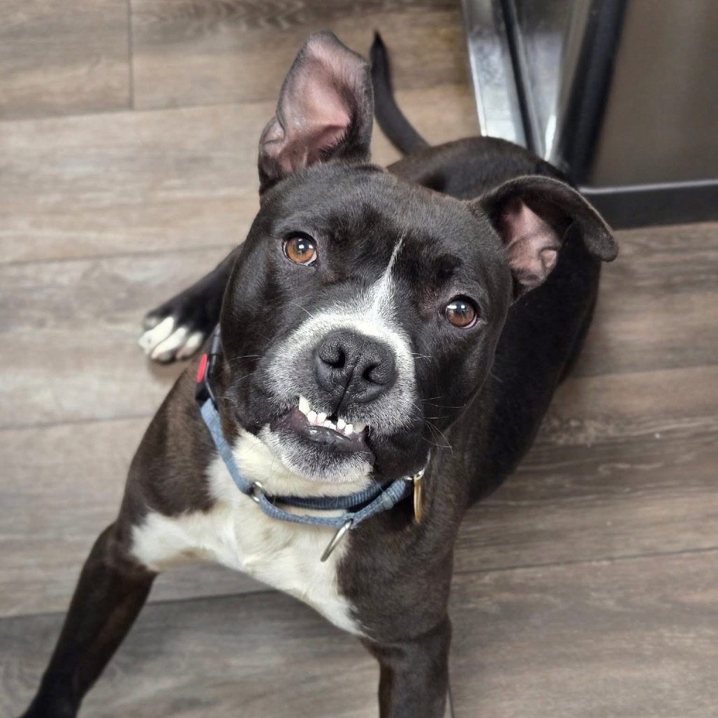 Banjo (Sponsored)