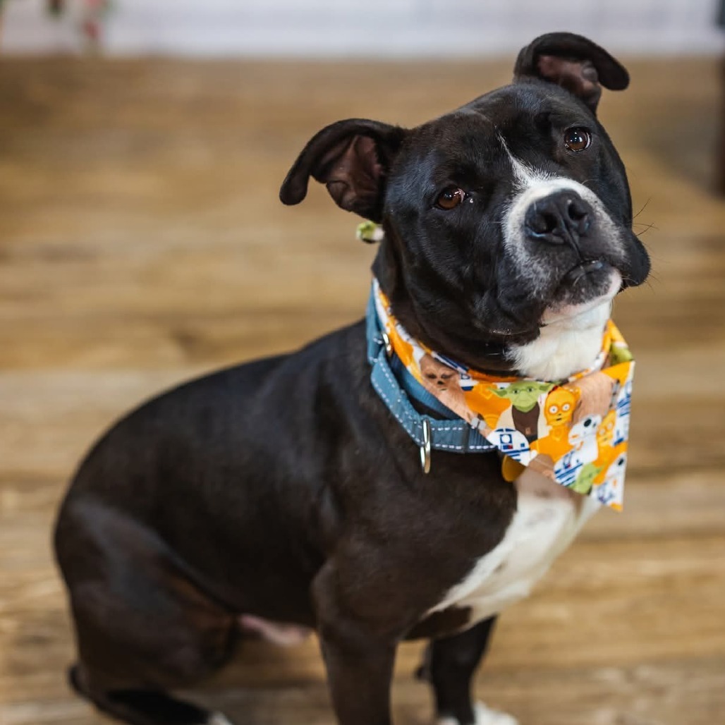Banjo (Sponsored)