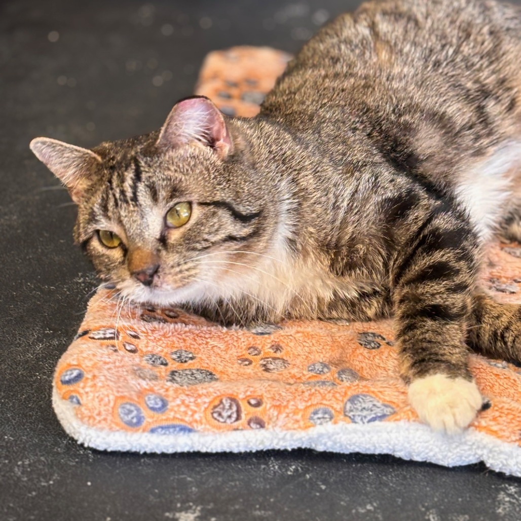 James, an adoptable Domestic Short Hair in Midland, TX, 79701 | Photo Image 1