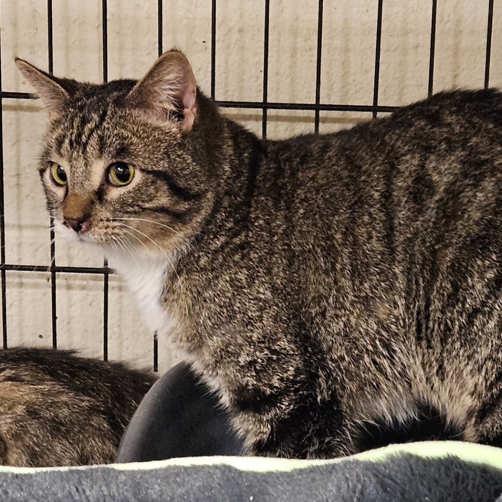 James, an adoptable Domestic Short Hair in Midland, TX, 79701 | Photo Image 2