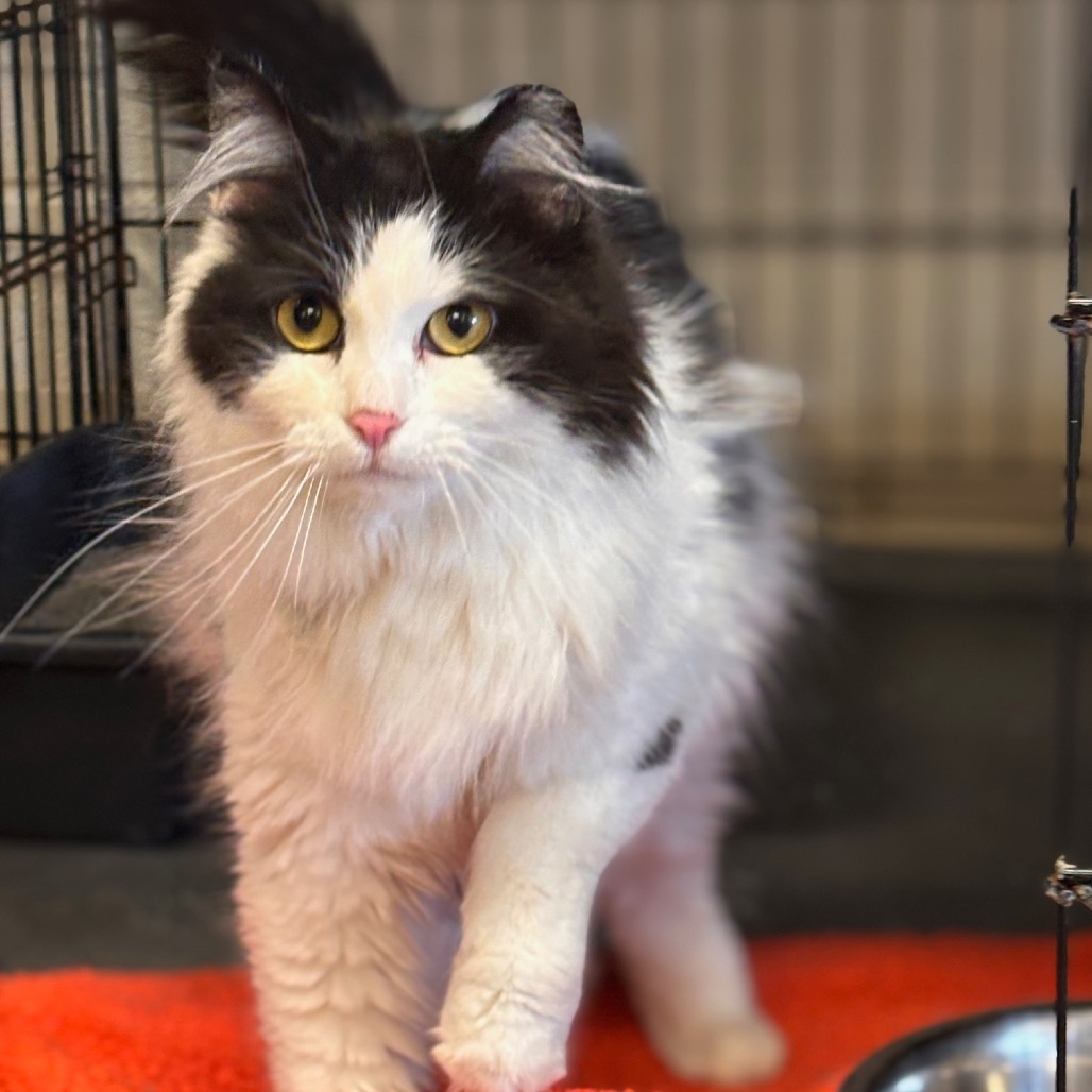 Bandit, an adoptable Domestic Medium Hair in Midland, TX, 79701 | Photo Image 1