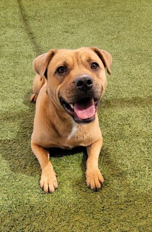 Crystal Pit Bull Terrier Dog