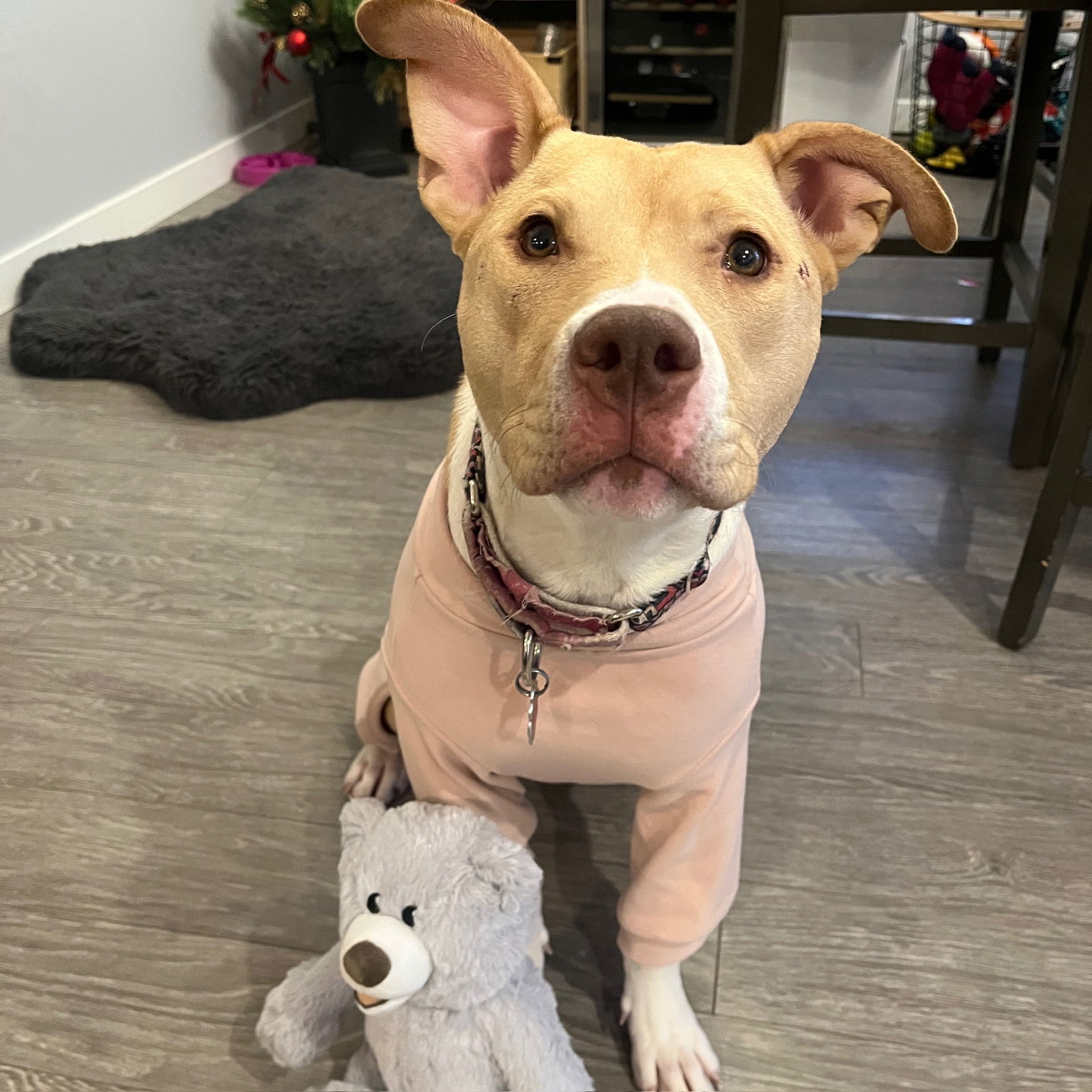 Katya, an adoptable Pit Bull Terrier in Fargo, ND, 58103 | Photo Image 1