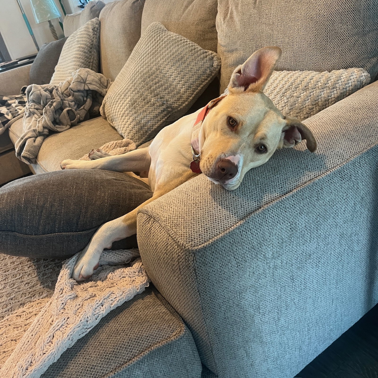 Katya, an adoptable Pit Bull Terrier in Fargo, ND, 58103 | Photo Image 1