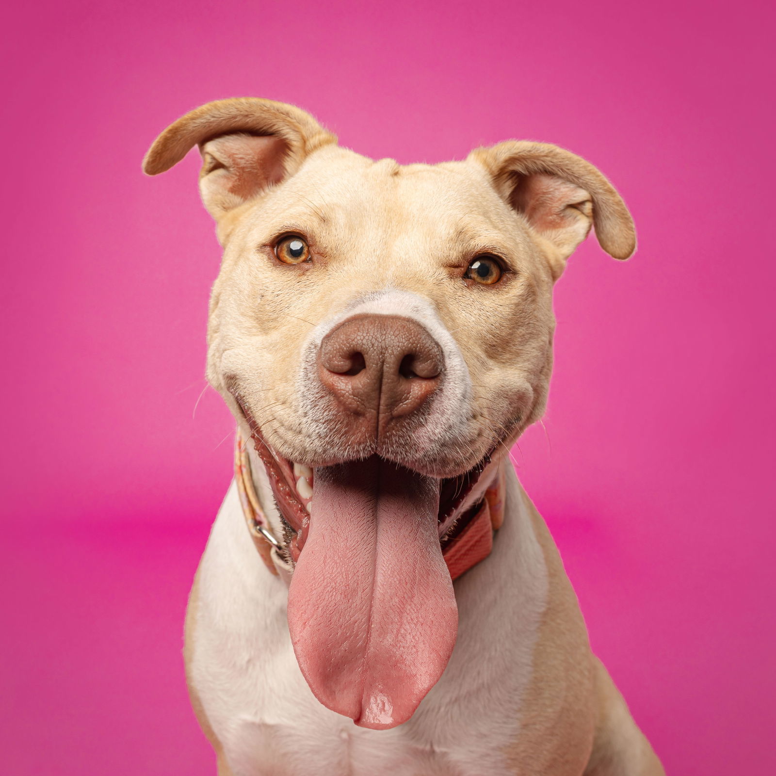 Katya, an adoptable Pit Bull Terrier in Fargo, ND, 58103 | Photo Image 1