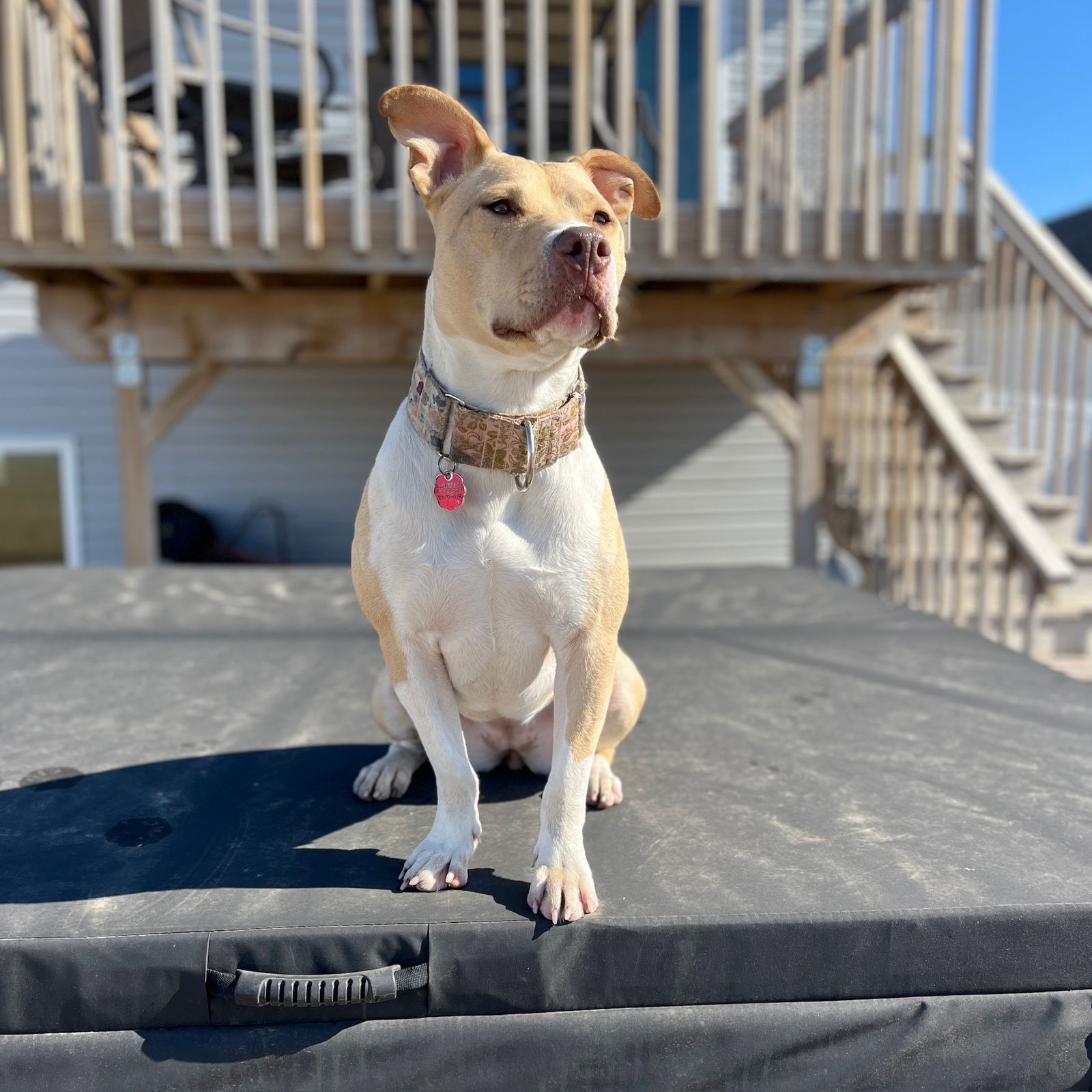 Katya, an adoptable Pit Bull Terrier in Fargo, ND, 58103 | Photo Image 2
