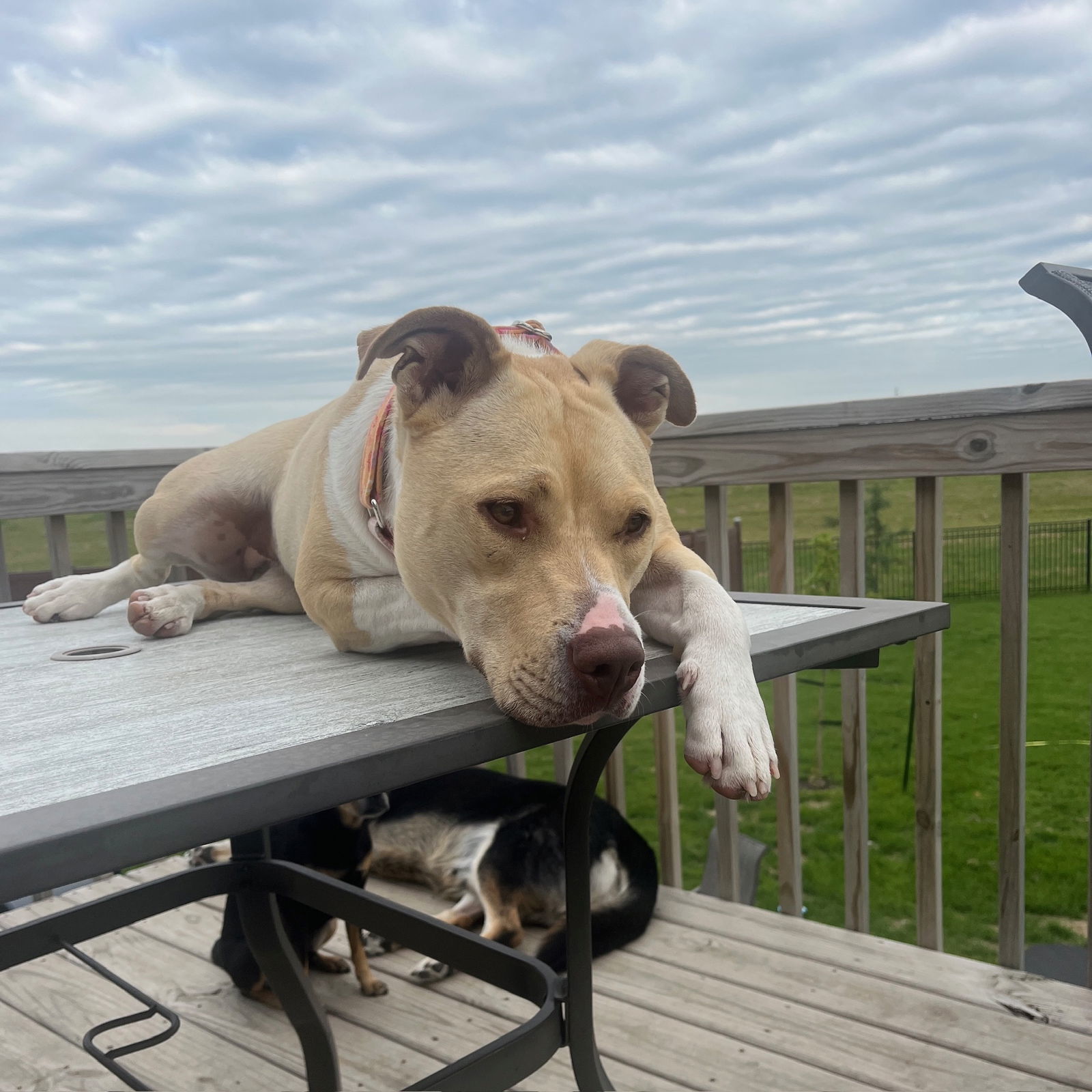 Katya, an adoptable Pit Bull Terrier in Fargo, ND, 58103 | Photo Image 2