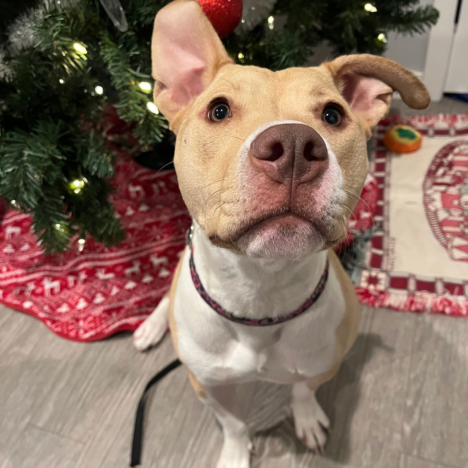 Katya, an adoptable Pit Bull Terrier in Fargo, ND, 58103 | Photo Image 3