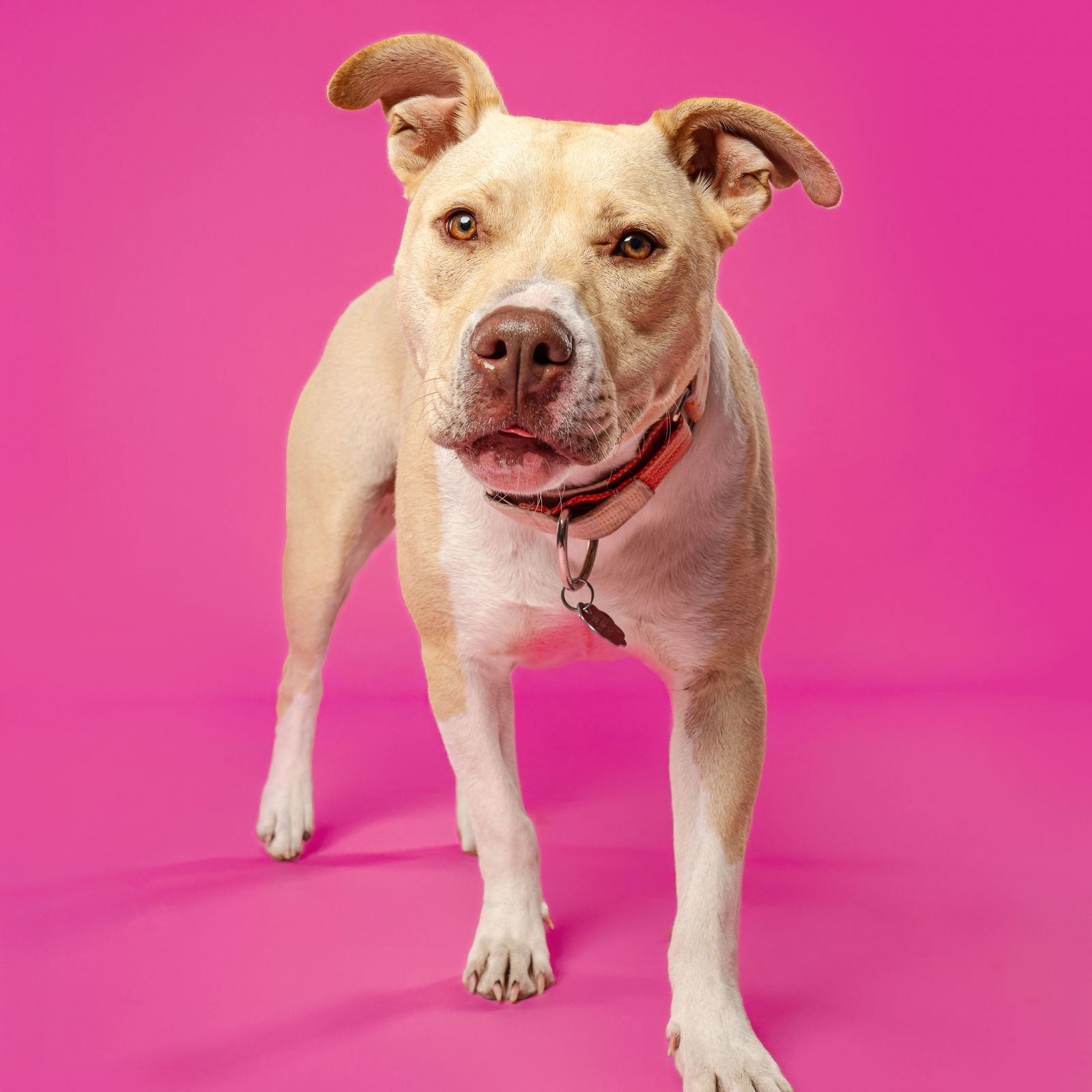 Katya, an adoptable Pit Bull Terrier in Fargo, ND, 58103 | Photo Image 3