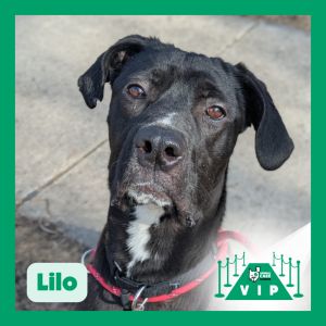 Lilo, Adult Female unknown