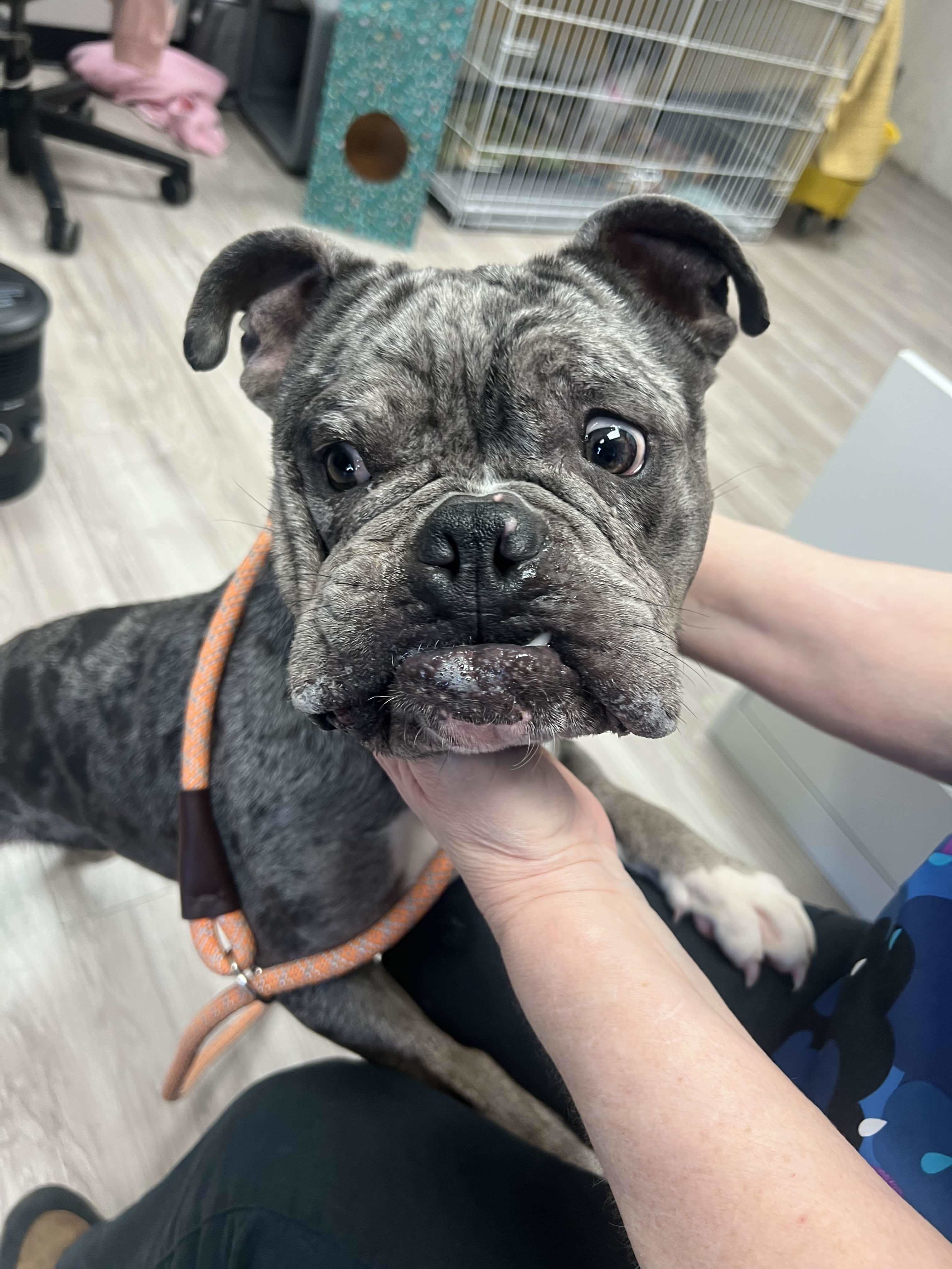 Gidget, an adoptable American Bulldog in Arlee, MT, 59821 | Photo Image 1
