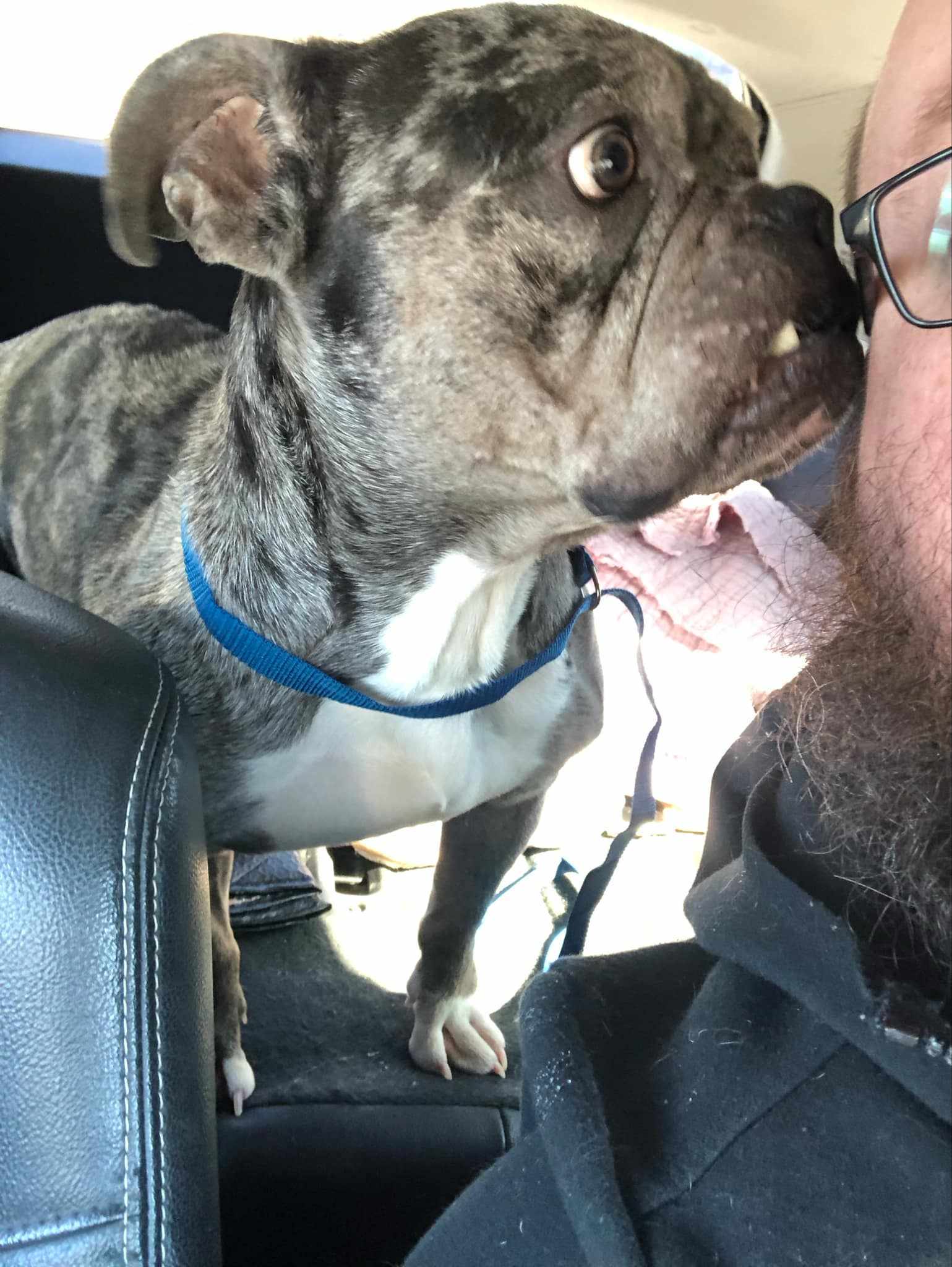 Gidget, an adoptable American Bulldog in Arlee, MT, 59821 | Photo Image 4