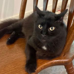 Ghost aka Scarlett, Adult Female Domestic Medium Hair