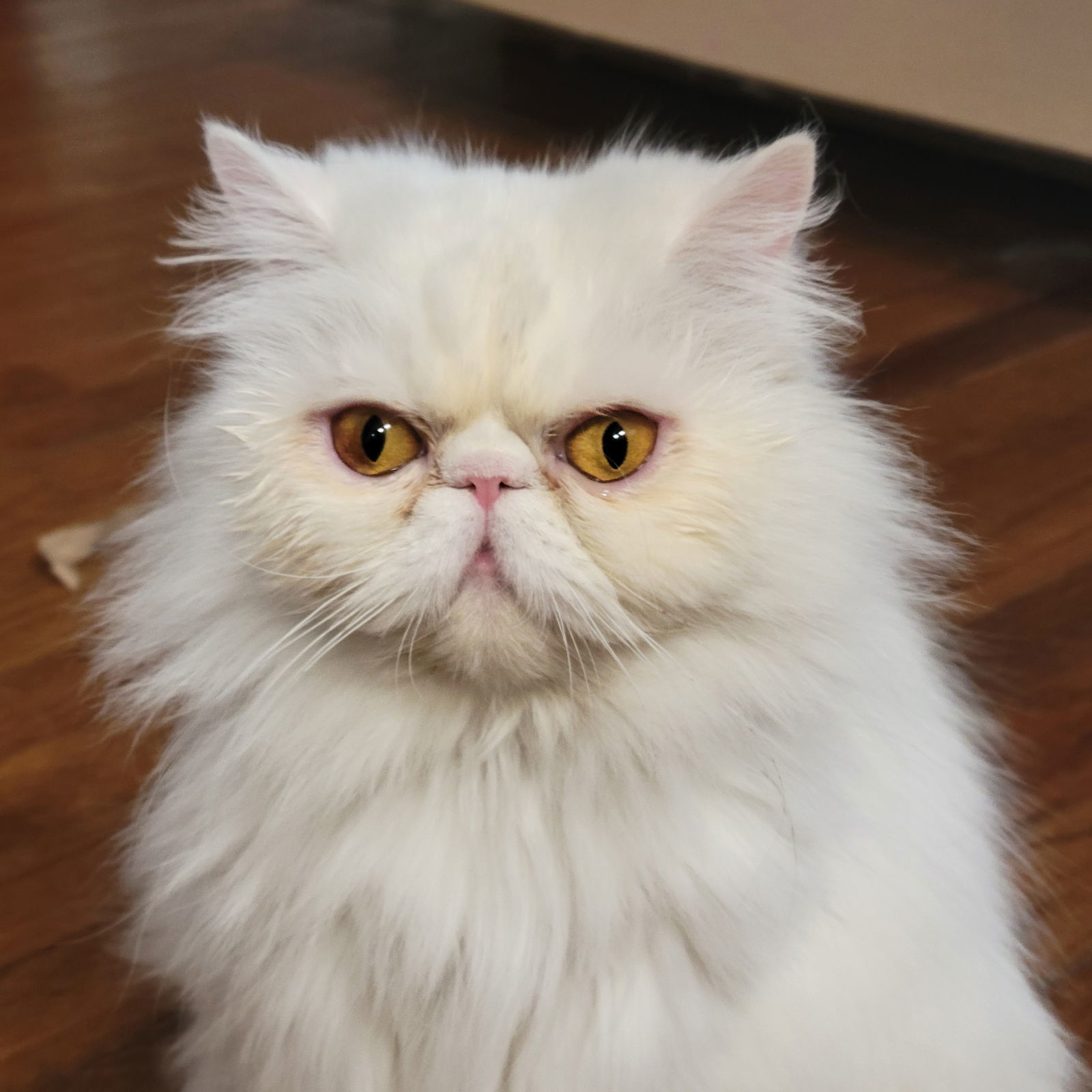 Minerva, an adoptable Persian in Chicago, IL, 60622 | Photo Image 1