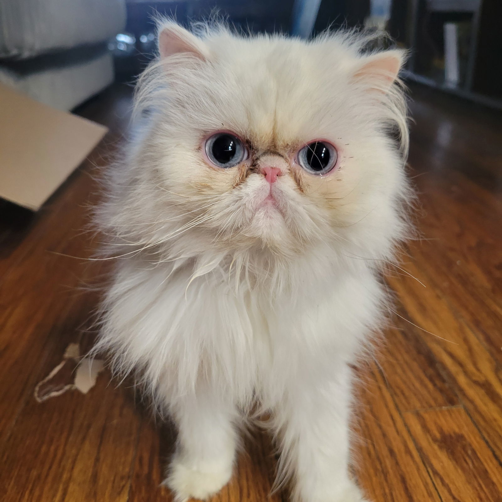Hermione