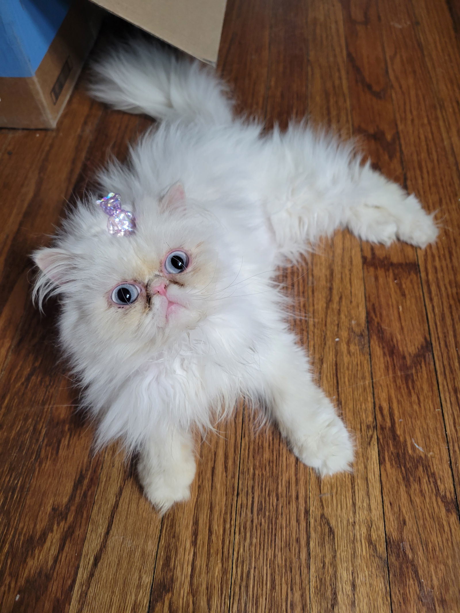 Hermione, an adoptable Persian in Chicago, IL, 60622 | Photo Image 2