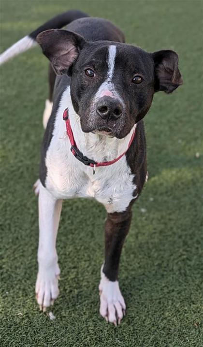 Koen, an adoptable Mixed Breed in Hutchinson, KS, 67504 | Photo Image 1