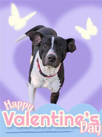Koen, an adoptable Mixed Breed in Hutchinson, KS, 67504 | Photo Image 2