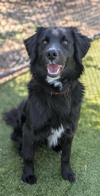 Bear, an adoptable Mixed Breed in Hutchinson, KS, 67504 | Photo Image 1
