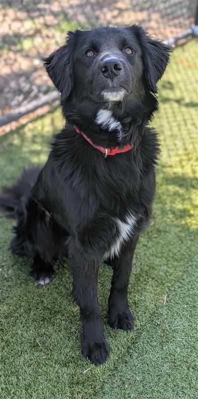 Bear, an adoptable Mixed Breed in Hutchinson, KS, 67504 | Photo Image 2