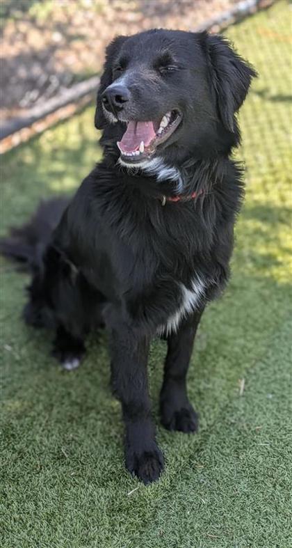 Bear, an adoptable Mixed Breed in Hutchinson, KS, 67504 | Photo Image 3