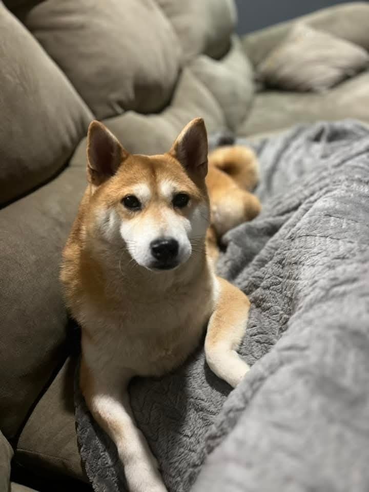 Grace, an adoptable Shiba Inu in Wausau, WI, 54401 | Photo Image 1