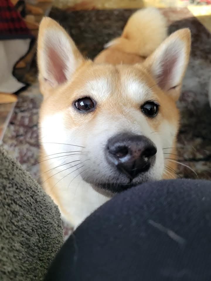 Grace, an adoptable Shiba Inu in Wausau, WI, 54401 | Photo Image 2