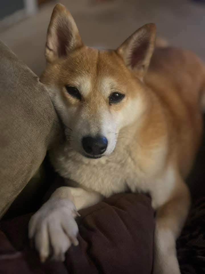 Grace, an adoptable Shiba Inu in Wausau, WI, 54401 | Photo Image 3