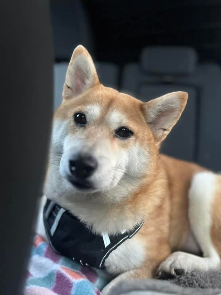 Grace, an adoptable Shiba Inu in Wausau, WI, 54401 | Photo Image 4