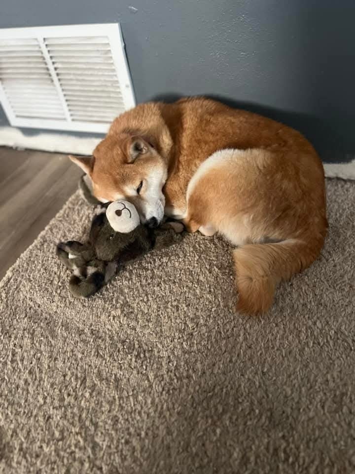 Grace, an adoptable Shiba Inu in Wausau, WI, 54401 | Photo Image 5