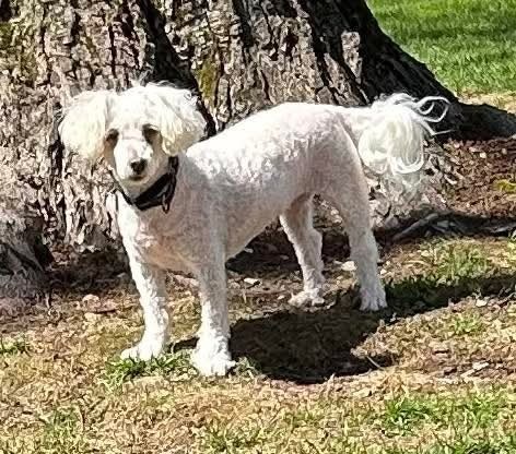 Qtip, an adoptable Bichon Frise in Wausau, WI, 54401 | Photo Image 2