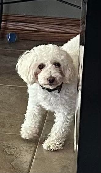 Qtip, an adoptable Bichon Frise in Wausau, WI, 54401 | Photo Image 2