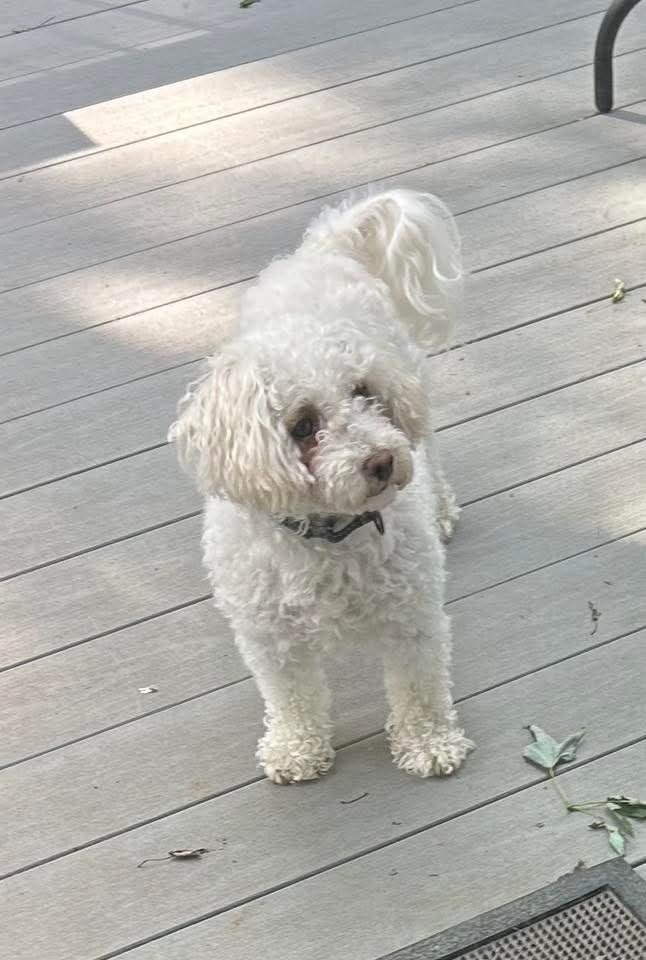 Qtip, an adoptable Bichon Frise in Wausau, WI, 54401 | Photo Image 3