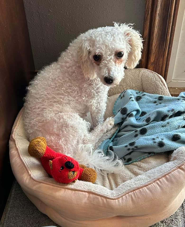 Qtip, an adoptable Bichon Frise in Wausau, WI, 54401 | Photo Image 4
