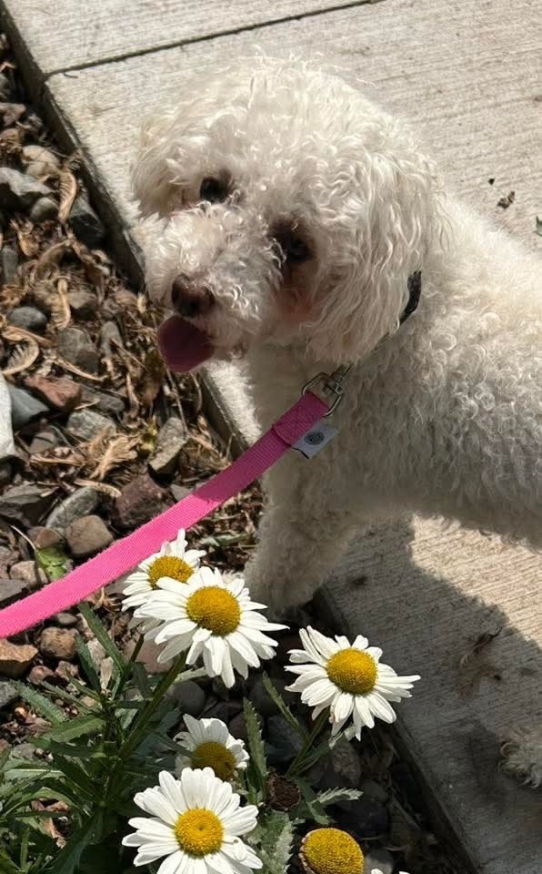 Qtip, an adoptable Bichon Frise in Wausau, WI, 54401 | Photo Image 4