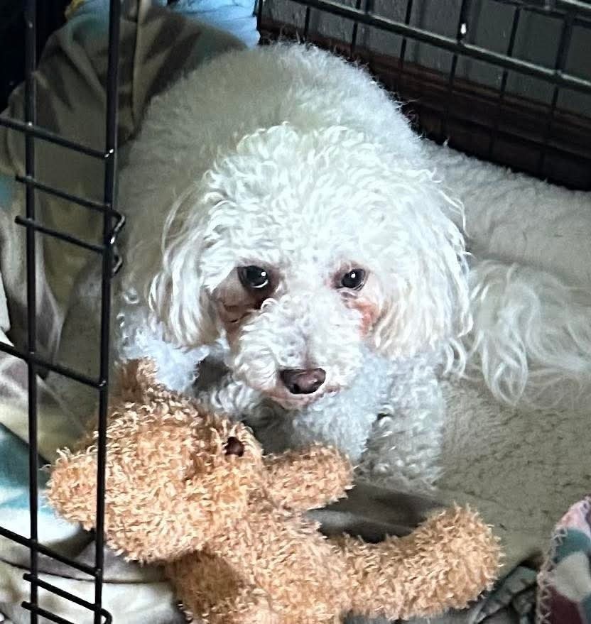 Qtip, an adoptable Bichon Frise in Wausau, WI, 54401 | Photo Image 4