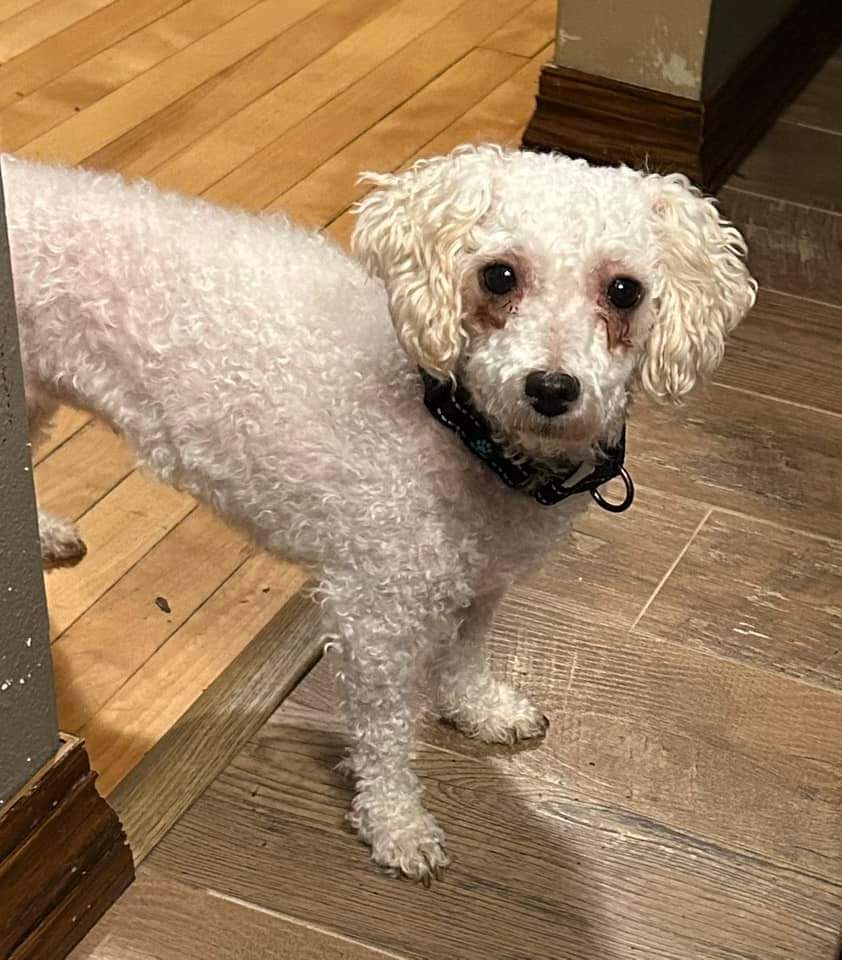 Qtip, an adoptable Bichon Frise in Wausau, WI, 54401 | Photo Image 5