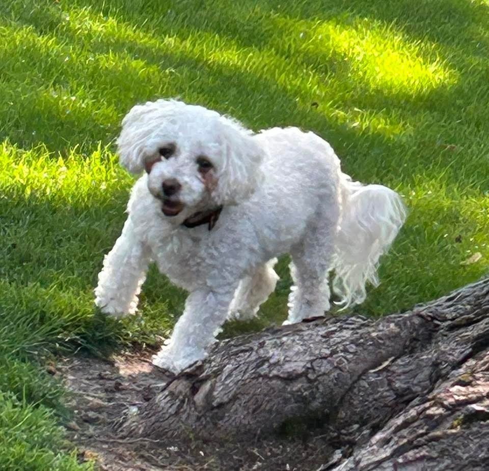 Qtip, an adoptable Bichon Frise in Wausau, WI, 54401 | Photo Image 5