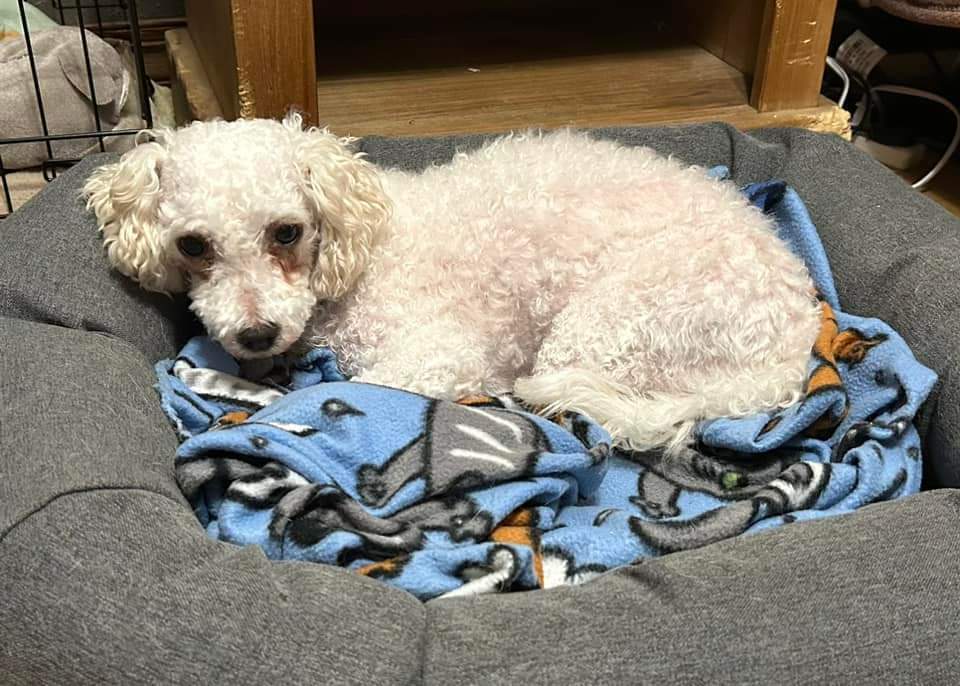 Qtip