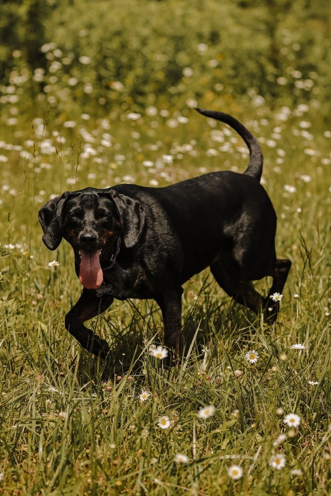 Seven, an adoptable Plott Hound in Wausau, WI, 54401 | Photo Image 1