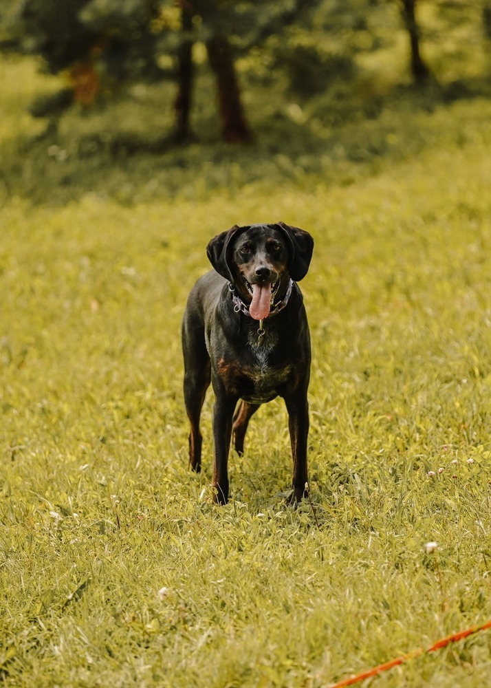 Seven, an adoptable Plott Hound in Wausau, WI, 54401 | Photo Image 2