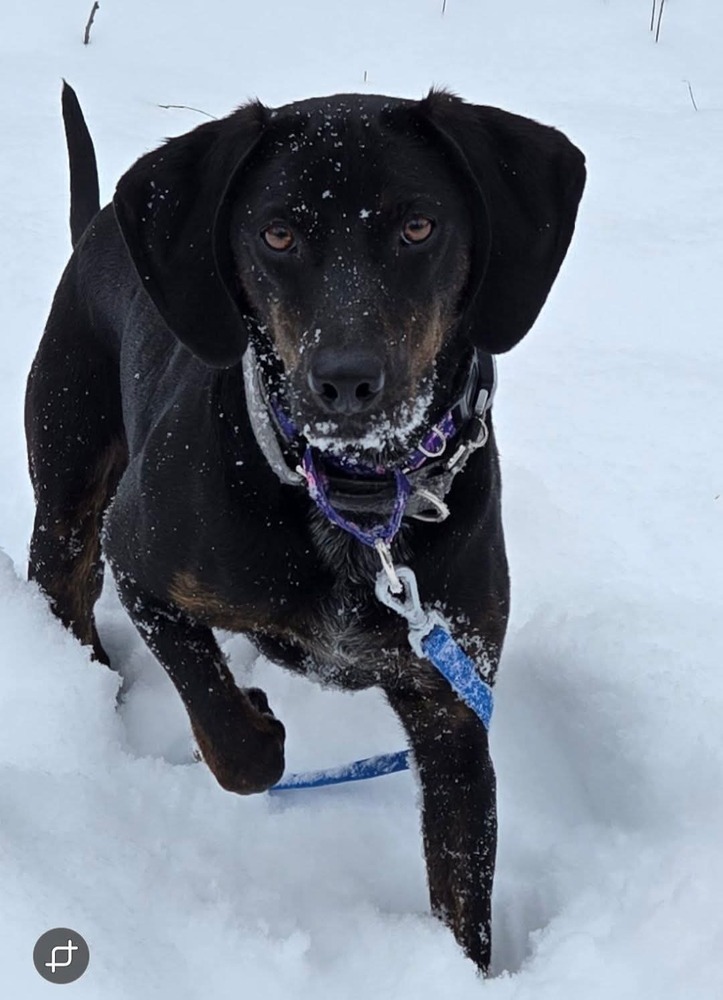 Seven, an adoptable Plott Hound in Wausau, WI, 54401 | Photo Image 3