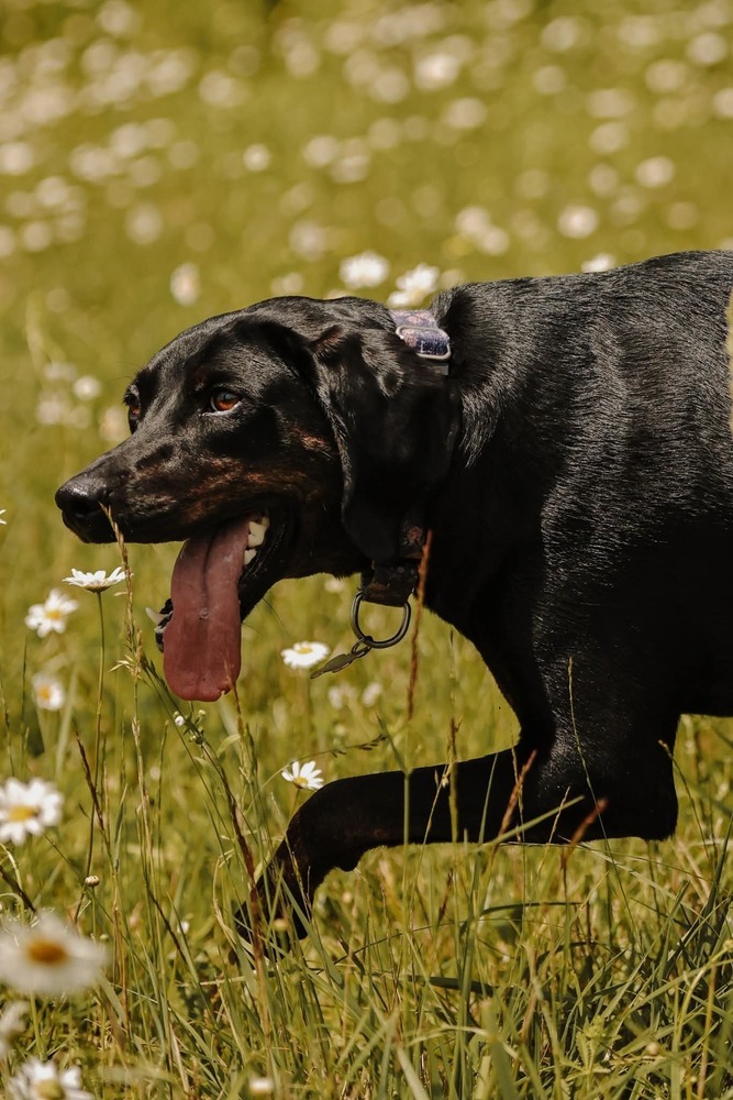 Seven, an adoptable Plott Hound in Wausau, WI, 54401 | Photo Image 3