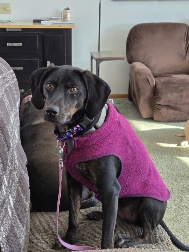 Seven, an adoptable Plott Hound in Wausau, WI, 54401 | Photo Image 4