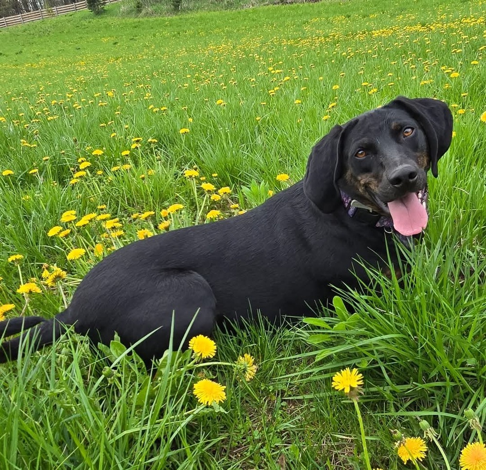 Seven, an adoptable Plott Hound in Wausau, WI, 54401 | Photo Image 4